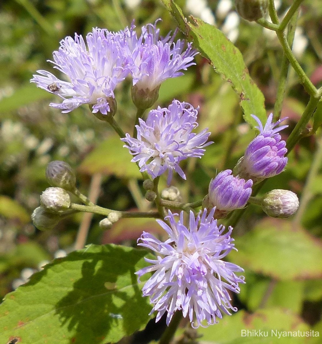 Cyanthillium hookerianum (Arn.) H.Rob.